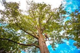 Best Seasonal Cleanup (Spring/Fall)  in Philipsburg, PA